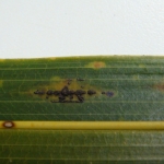 Lesões e detalhes dos estromas ascígeros formados no sentindo das nervuras das folhas de coqueiro