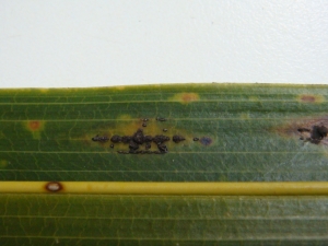 Lesões e detalhes dos estromas ascígeros formados no sentindo das nervuras das folhas de coqueiro