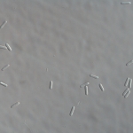 Conídios de Colletotrichum gloeosporioides