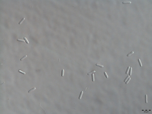 Conídios de Colletotrichum gloeosporioides