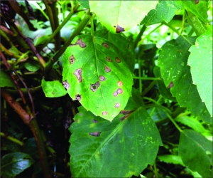 Sintoma de Entyloma dahliae  