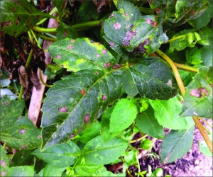 Sintoma de Entyloma dahliae em folhas de Dália