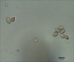 Conídios de Botrytis cinerea