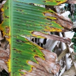 Sintomas da Sigatoka amarela.