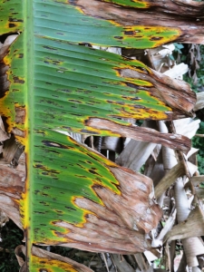 Sintomas da Sigatoka amarela.