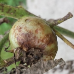 Fruto com Sintomas Característicos