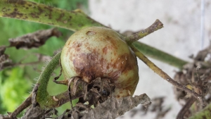 Fruto com Sintomas Característicos