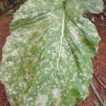 Sintoma de cercosporiose na folha de mostarda