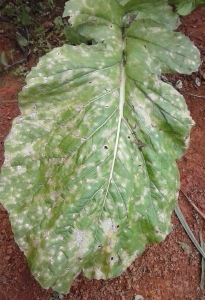 Sintoma de cercosporiose na folha de mostarda