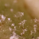 Estrutura de Bremia lactucae em folhas de alface