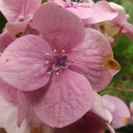 Sintoma de mancha alvo na flor