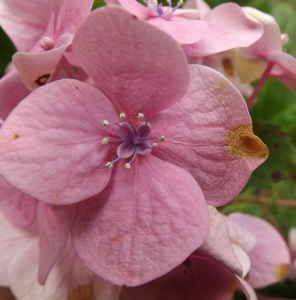 Sintoma de mancha alvo na flor