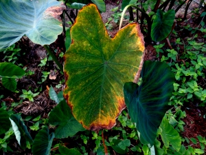 Folhas de inhame com sintoma de cladosporiose.