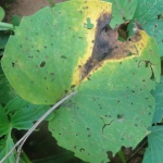 Sintoma da mancha foliar