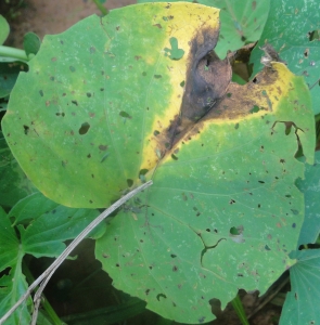 Sintoma da mancha foliar