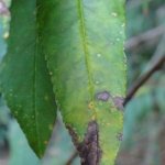 Sintoma em folhas de pesegueiro