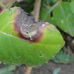 Sintoma foliar de alternaria