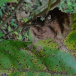 Mancha Foliar no Algodão