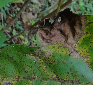 Mancha Foliar no Algodão