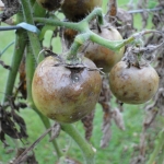 Sintomas nos Frutos