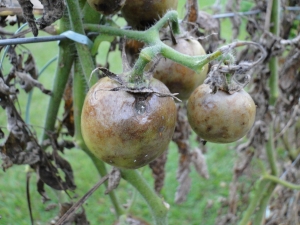 Sintomas nos Frutos