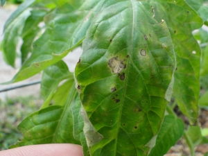 Sintoma Foliar