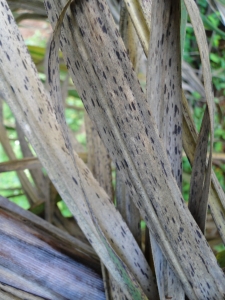 Sintoma da Mancha Foliar de Curvularia