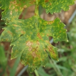 Sintoma Foliar