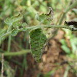 Sintomas em Folhas de Tomate Cereja