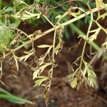 Sintomas de manchas foliares em cenoura, causados por Altenaria dauci.