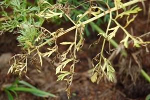 Sintomas de manchas foliares em cenoura, causados por Altenaria dauci.
