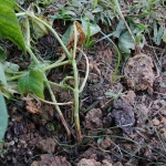 Plantas no campo com sintoma