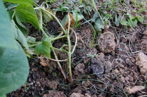 Plantas no campo com sintoma