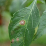 Folha de pimentão com sintomas da doença