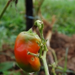 Sintoma de antracnose em pimentão