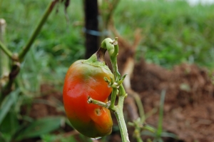 Sintoma de antracnose em pimentão