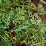 Sintomas de manchas foliares em cenoura, causados por Cercospora carotae