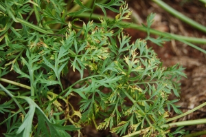 Sintomas de manchas foliares em cenoura, causados por Cercospora carotae