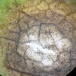Estrutura da Cercospora longissima em folhas de alface