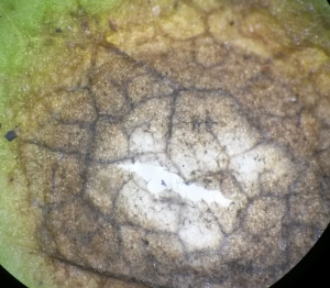 Estrutura da Cercospora longissima em folhas de alface