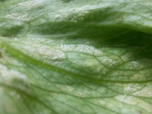 Face abaxial da folha de alface   com estrutura do patógeno de coloração branca e aspecto cotonoso
