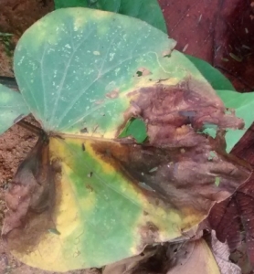 Sintoma da mancha foliar