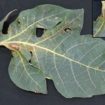 Mancha foliar com tecido escuro, rugoso e seco, de margens translúcidas