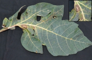 Mancha foliar com tecido escuro, rugoso e seco, de margens translúcidas