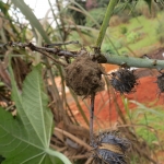 Sintoma no fruto