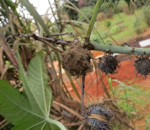 Sintoma no fruto