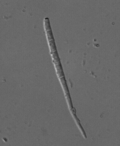 Conídio de Cercospora melongenae