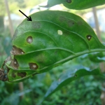Sintomas da doença em folha de pimentão (indicado por seta)