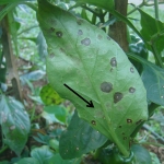 Sintoma caracterizado por lesões circulares, acinzentadas na face abaxial da folha (indicado por seta)