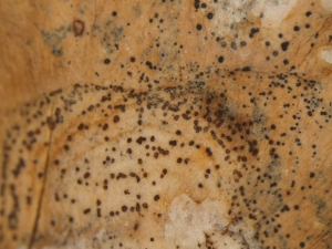 Sintoma com destaque das estruturas do patógeno